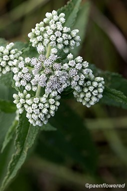 Eupatorium